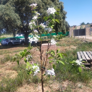 VENTA PARCELA EN CAMPOMANES 