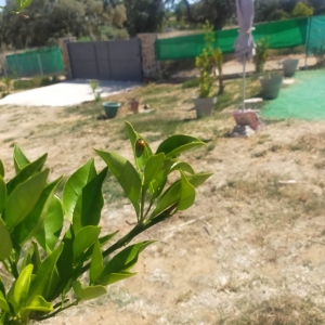 VENTA PARCELA EN CAMPOMANES 