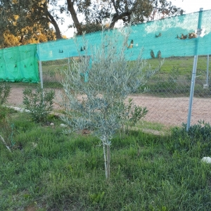 VENTA PARCELA EN CAMPOMANES 